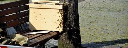 Sobotnia strażacka akcja "Pszczoły na Rynku". Już nie ma zagrożenia