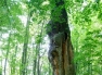 Najstarsze drzewo w Żorach ścięte