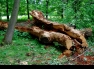 Najstarsze drzewo w Żorach ścięte
