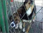 Psiaki do adopcji Psiaki do adopcji