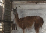 Lama na końskim targu
