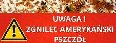 Zgnilec amerykański pszczół na terenie Żor