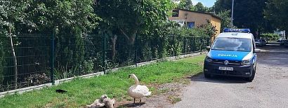 Łabędzia rodzinka wybrała się na spacer po... mieście