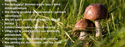 Zanim wyruszysz na grzyby, przygotuj się