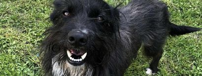 Żorski Azyl dla Bezdomnych Zwierząt Wolontariat. 4-letni Franio ze zdjęcia poleca się do adopcji