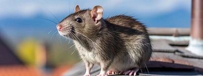 Obowiązkowa deratyzacja w Żorach, wiosenna akcja od 1 do 30 kwietnia 2026 r.