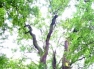 Baranowickie drzewa