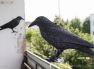 Sposób na gołębie na naszych balkonach